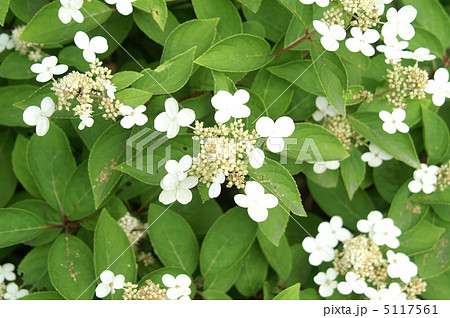 どくだみ 5117561