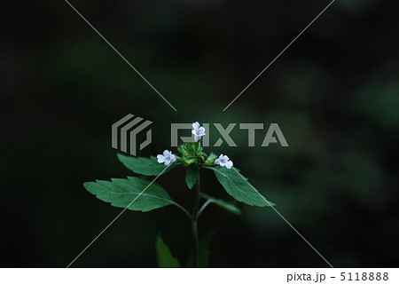 ヤマトウバナ 5118888