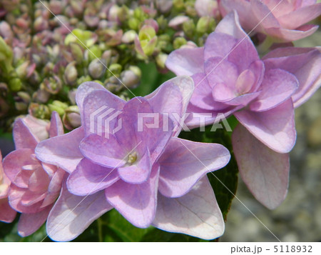 紫陽花 紫陽花 5118932