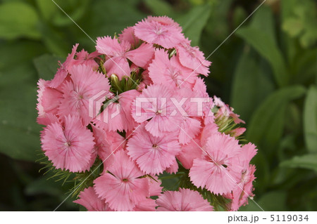 セキチク 5119034