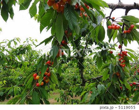 さくらんぼ 5119055