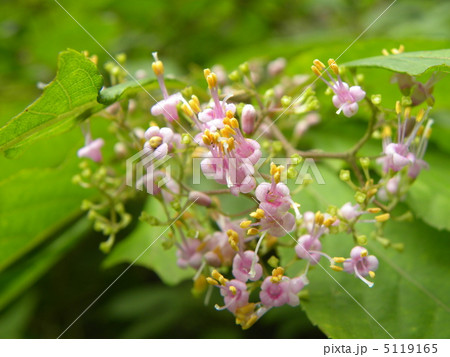 秋のムラサキの実綺麗なムラサキシキブの花 5119165