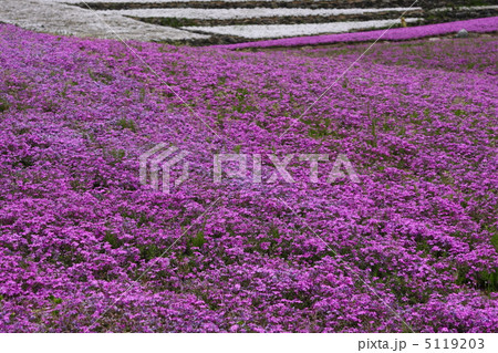 芝桜 5119203
