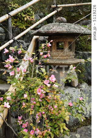 京都　霊鑑寺の椿 5119226