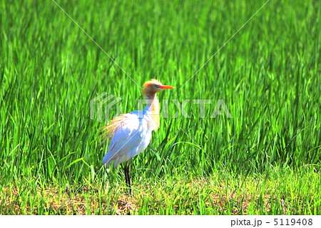 夏羽のアマサギ 5119408