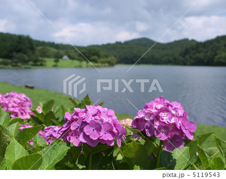 湖畔の紫陽花 湖畔の紫陽花 5119543