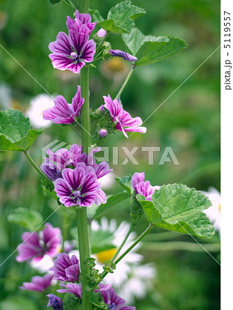 ゼニアオイ 5119557