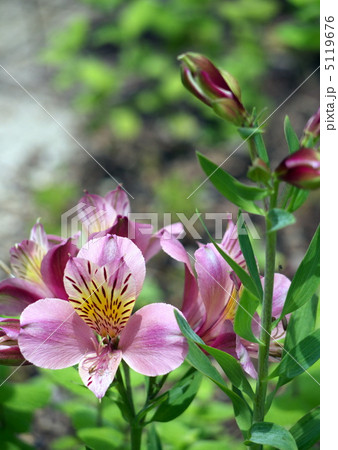 アルストロメリア アルストロメリア 5119676