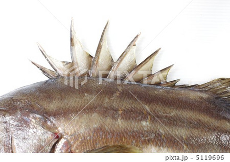 オオクチイシナギの背びれ オオクチイシナギの背びれ 5119696