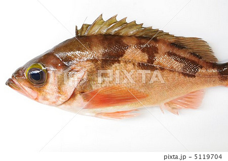 沖めばる（オキメバル） 5119704