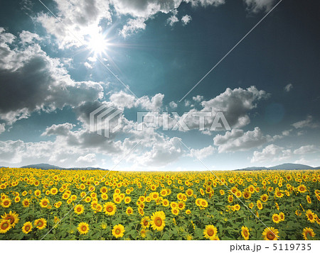 ひまわり畑 ひまわり畑 5119735