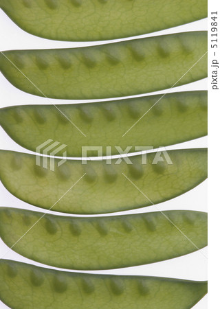 さやえんどう 5119841