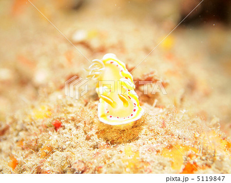 アカテンイロウミウシ アカテンイロウミウシ 5119847