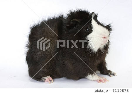 アビシニアンモルモットの写真素材
