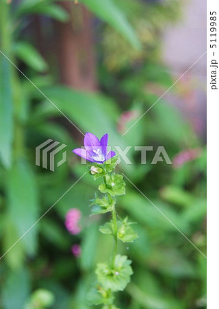 初夏の野の花桔梗草・縦位置 初夏の野の花桔梗草・縦位置 5119985
