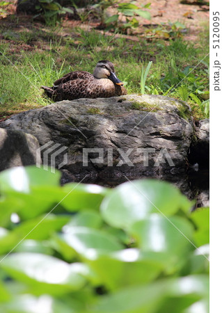 蓮池の中島で昼寝するカルガモ 5120095