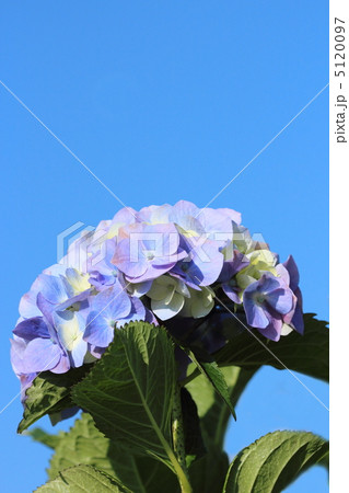 アジサイの花 5120097