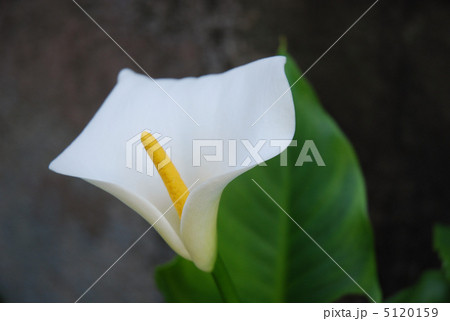 カラーの花 5120159