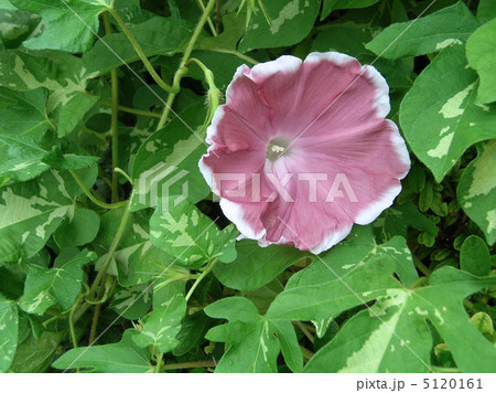 朝顔の花　団十郎 5120161