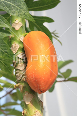 パパイア 5120239