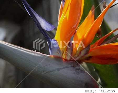 極楽鳥花 極楽鳥花 5120435