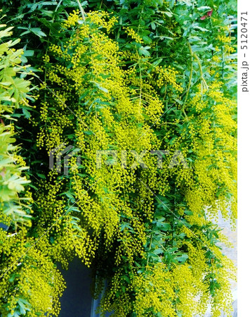 あかしあ 満開のミモザの花 あかしあ 満開のミモザの花 5120471