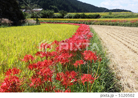 四国山間、稔りの秋 四国山間、稔りの秋 5120502