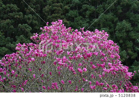 モクレン 5120838