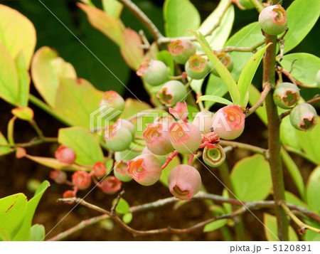 ブルーベリーの若い実 5120891