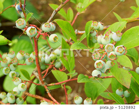 ブルーベリーの若い実 5120892
