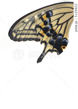 アゲハチョウの羽の写真素材