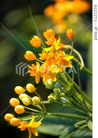 トウワタ（唐綿） 5121556