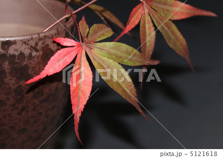 紅葉-艶やか 紅葉-艶やか 5121618