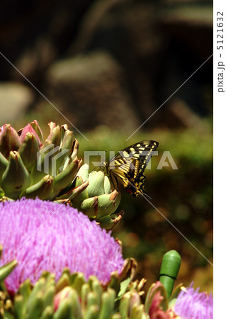 アーティチョークとアゲハチョウ02 5121632