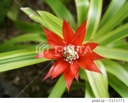 グズマニア　パイナップル科　包花　赤色 5121771