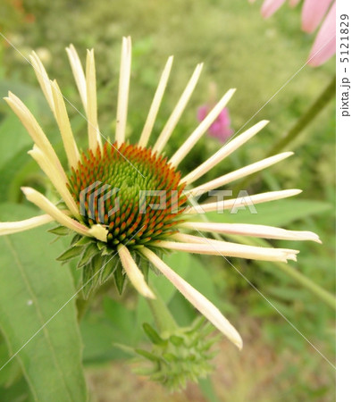エキナケア（ムラサキバレンギク）　花言葉：やさしさ　Echinacea purpurea 5121829