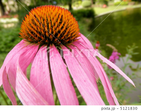 エキナケア（ムラサキバレンギク）　花言葉：やさしさ　Echinacea purpurea 5121830