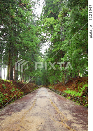 日光杉並木 日光杉並木 5121947