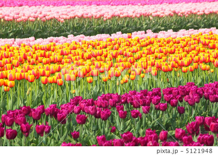 チューリップ畑 チューリップ畑 5121948