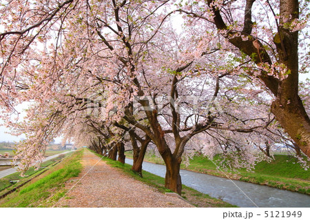 さくらの並木道 さくらの並木道 5121949