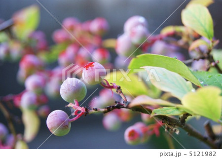 ブルーベリーの若い実 5121982