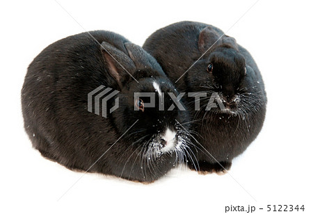 two rabbits isolated on white background two rabbits isolated on white background 5122344