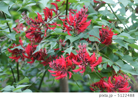 珊瑚刺桐　サンゴシトウと申します。 5122488