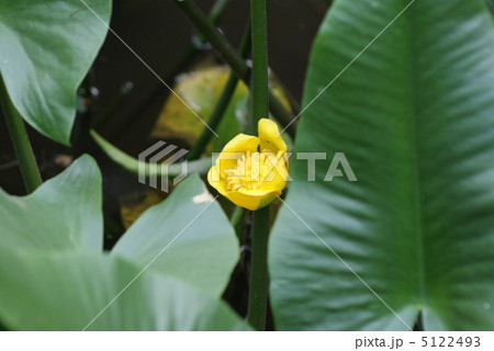 コウホネの黄色い花と大きな葉・横位置 コウホネの黄色い花と大きな葉・横位置 5122493