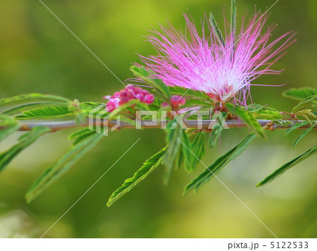 ネムの花 5122533
