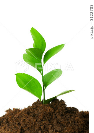 Seedlings illustrating the concept of new life 5122705
