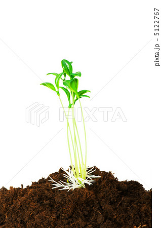 Seedlings illustrating the concept of new life 5122767