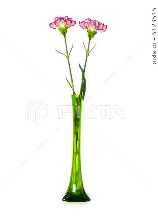Red carnation isolated on the white background Red carnation isolated on the white background 5123515