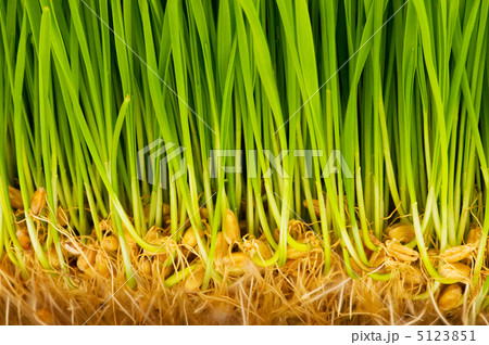 Green glass close up with blades and roots Green glass close up with blades and roots 5123851