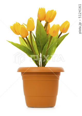 Pot with tuplis isolated on white 5124161